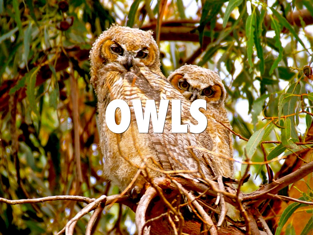 Owl Presentation.
