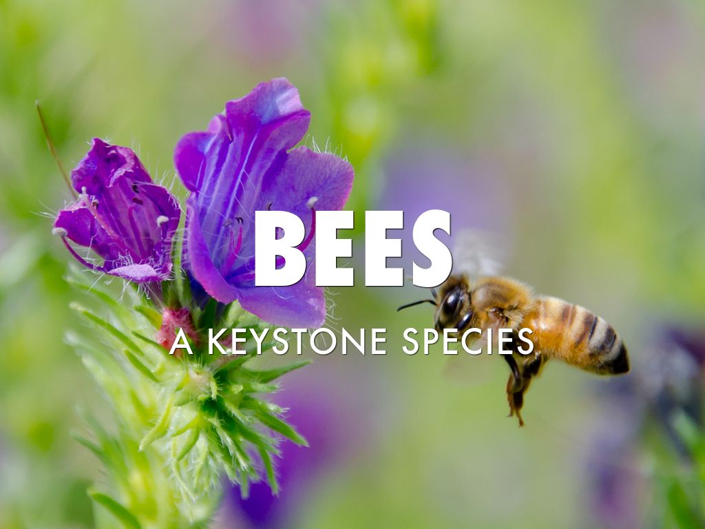 BEES!! by Jen edwards