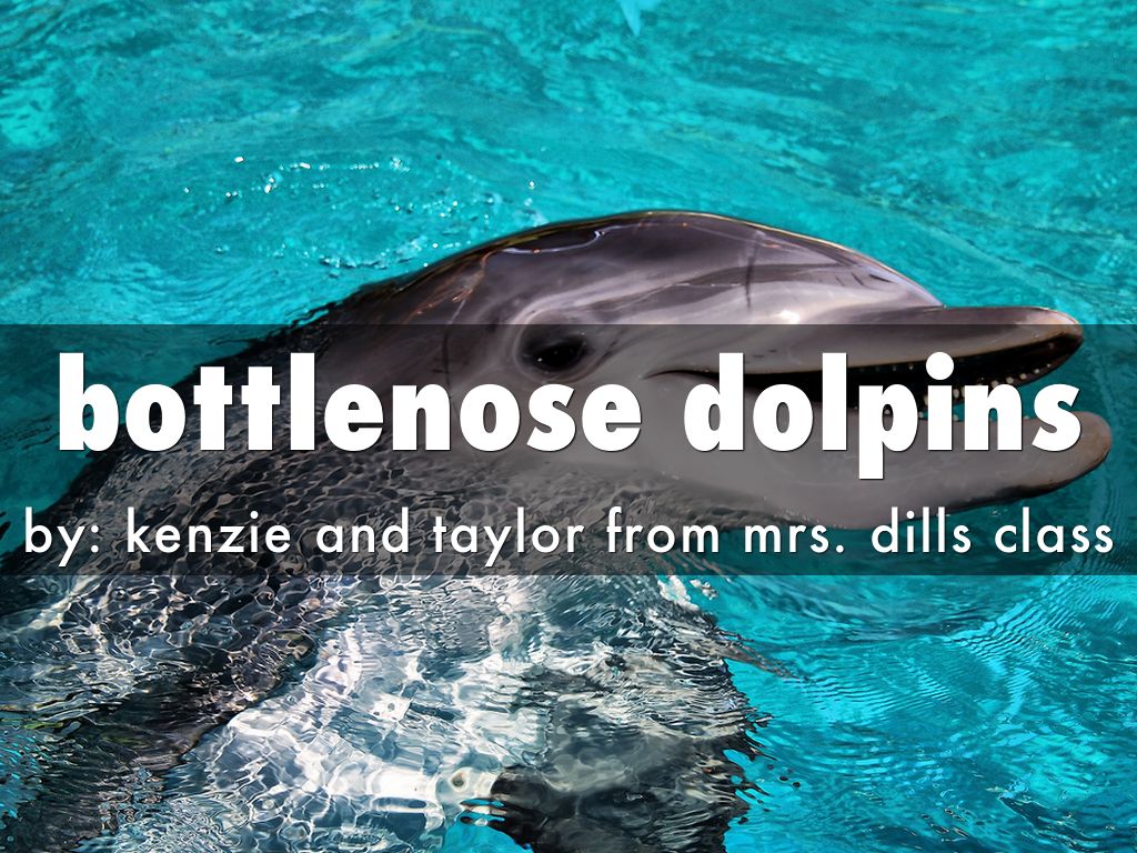 bottlenose dolpins
