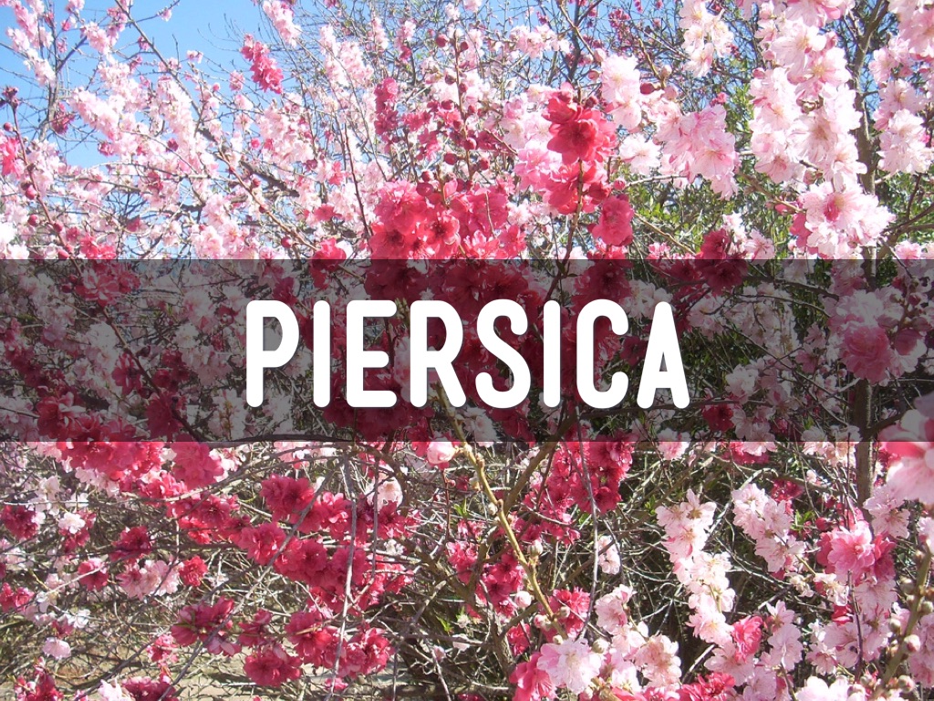 Piersici 