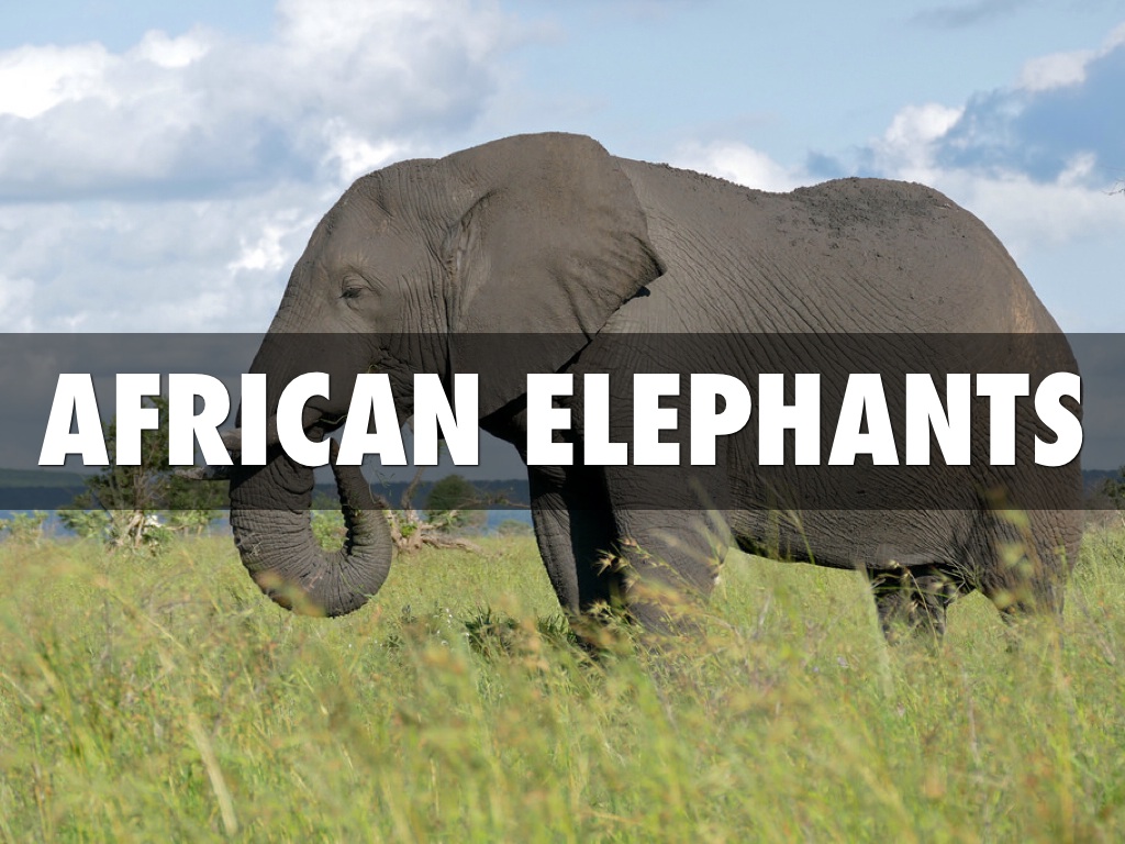 African Elephant
