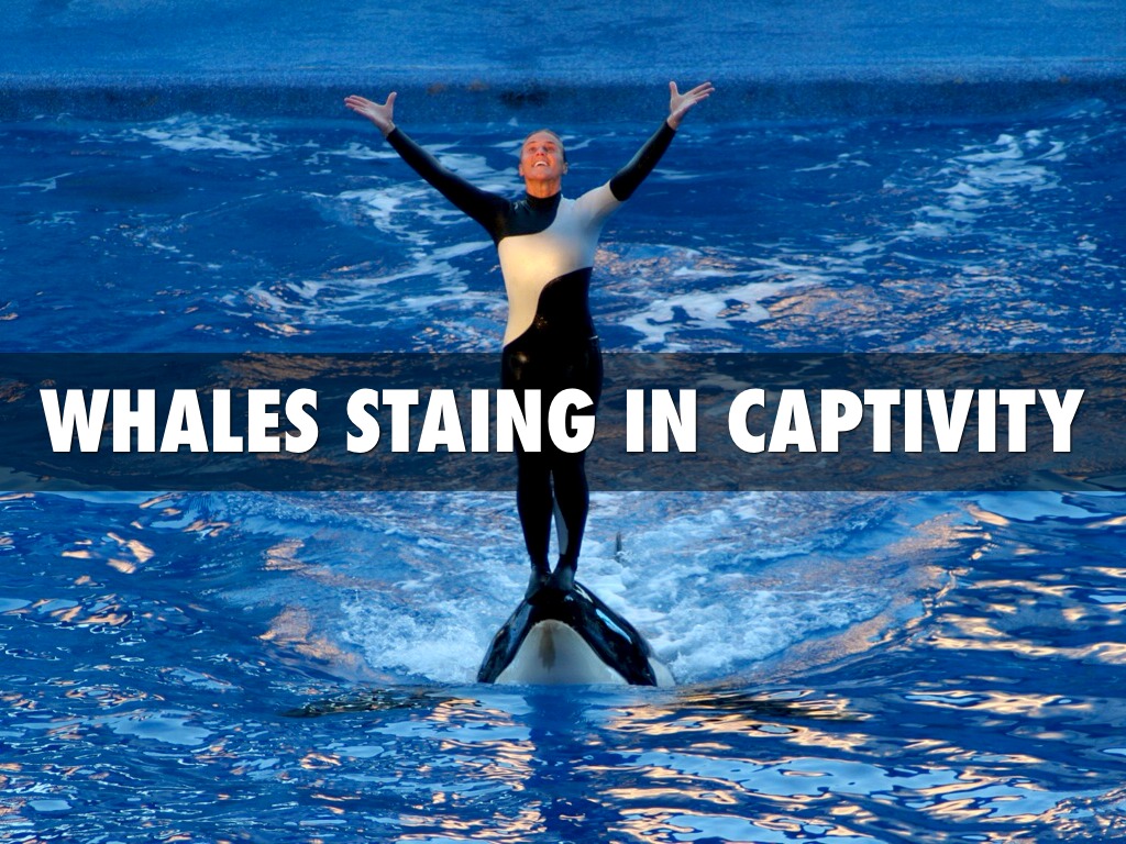 Why Killer Whales Should Stay At Sea World