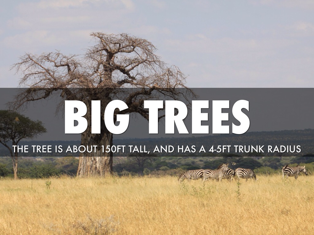 Zebra Wood by engineertechclass+1