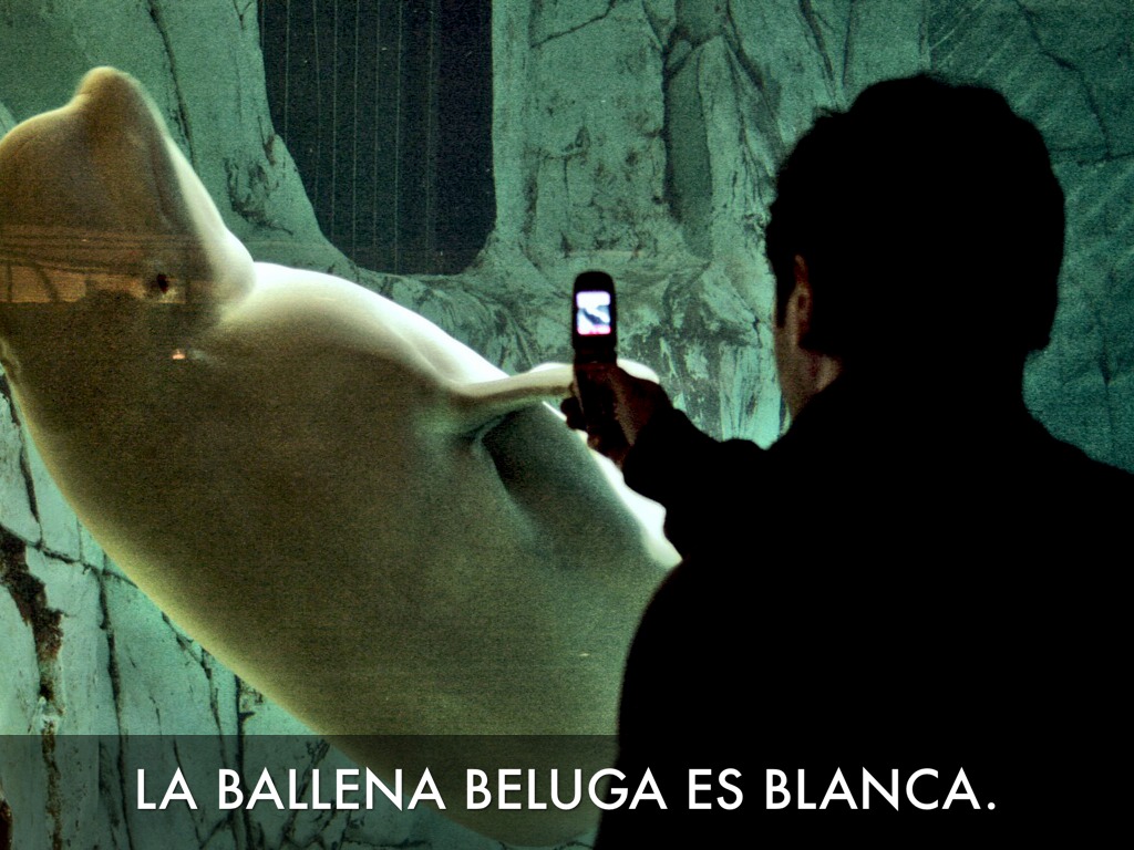 La Ballena Beluga by Rosina Pearsall, image size:1024x768