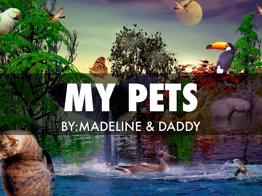 My Pets