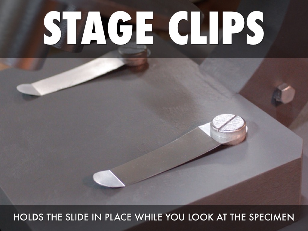 Microscope Parts by Shanna Bui