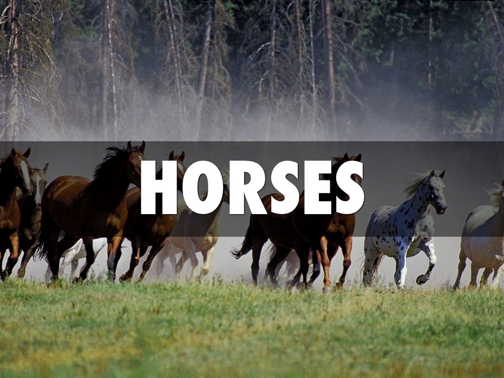 Horses