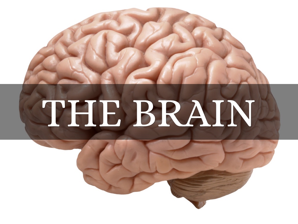The Brain
