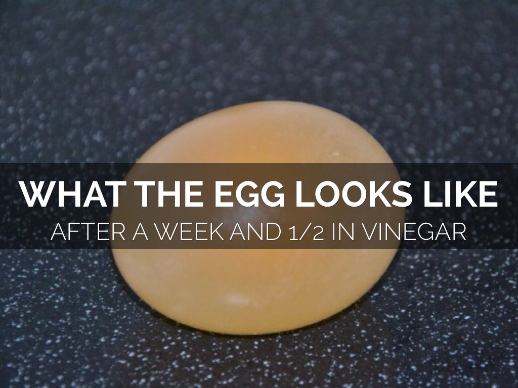 Bounce Egg by Michael Wegner