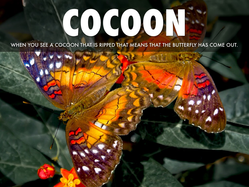 Vocabulary Words Lesson 4 by Quincy W