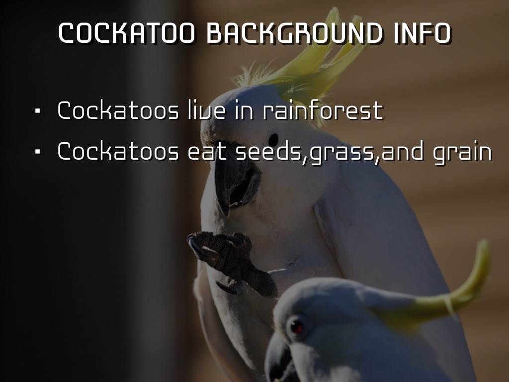 Cockatoo