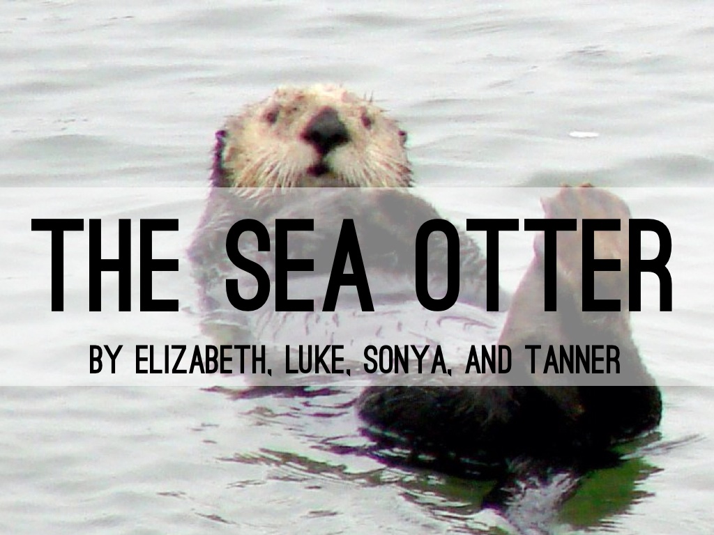 Copy of Sea Otter Presentation 