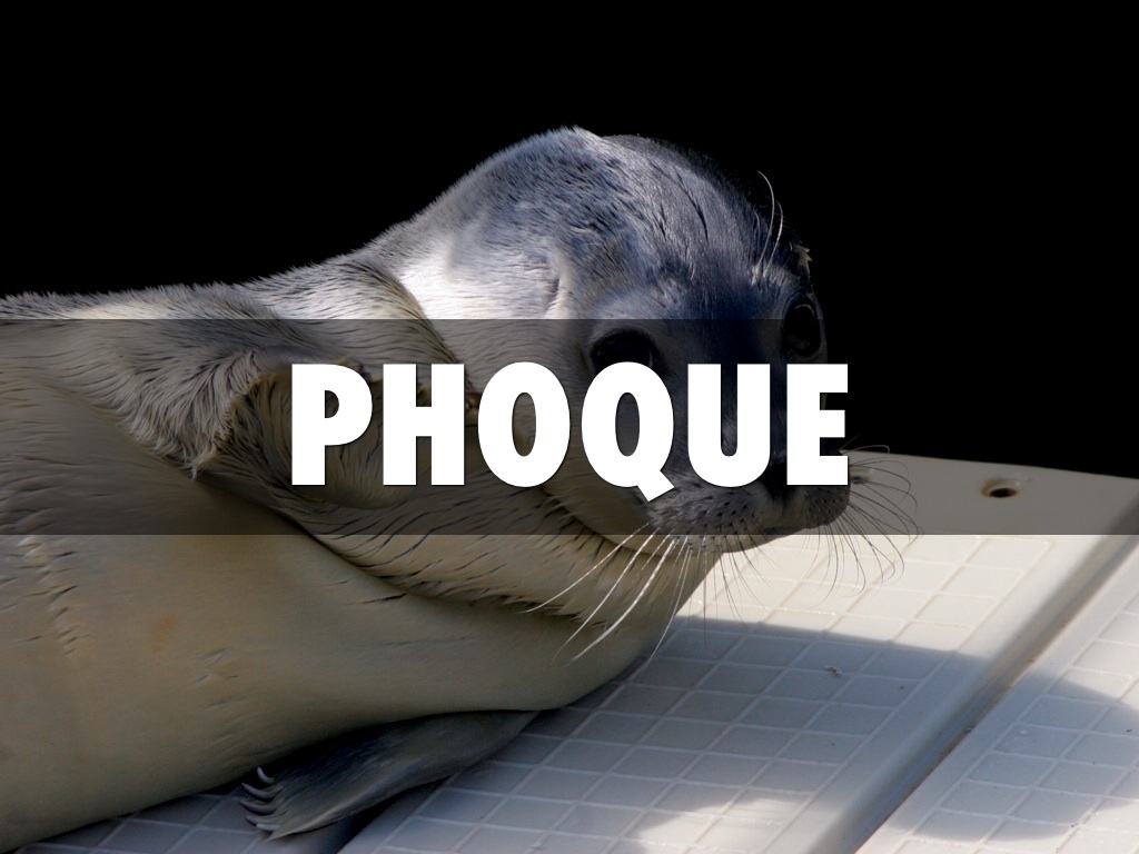 4 Images 1 Mot Elephant Phoque