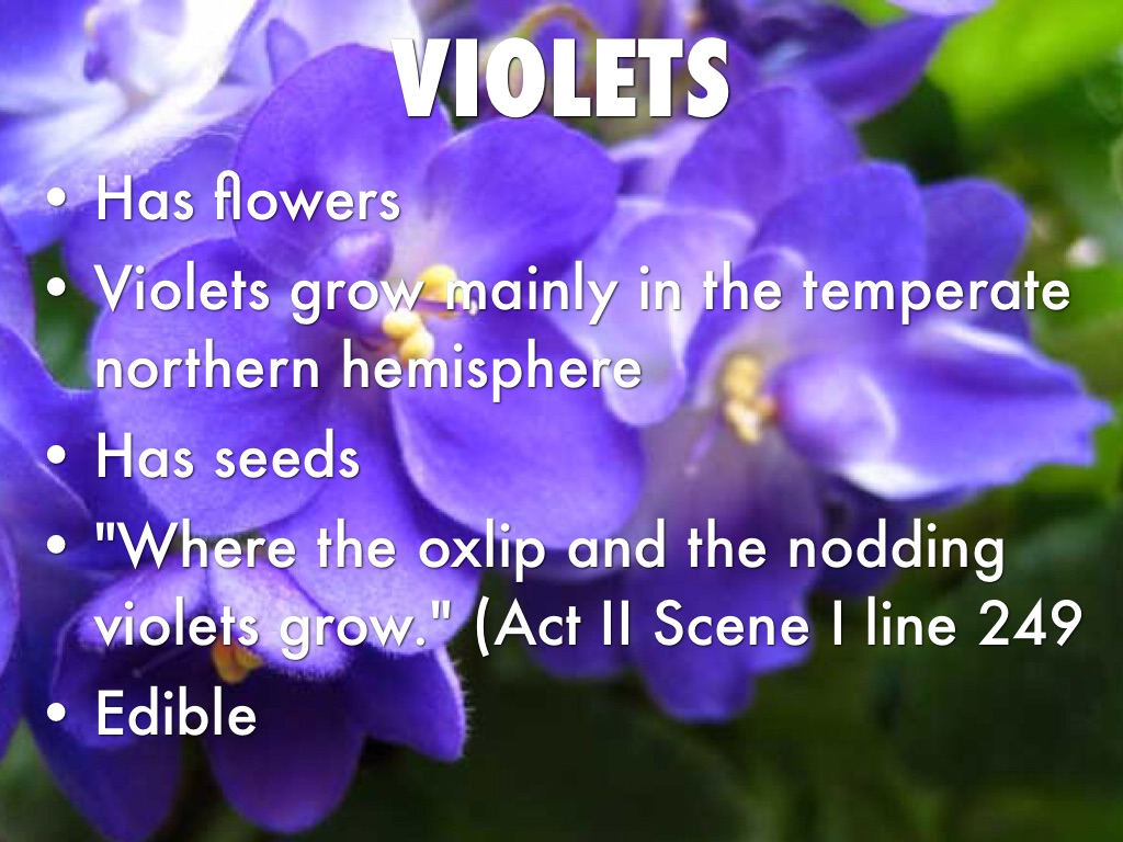 Woodbine Flower Definition Best Flower Site