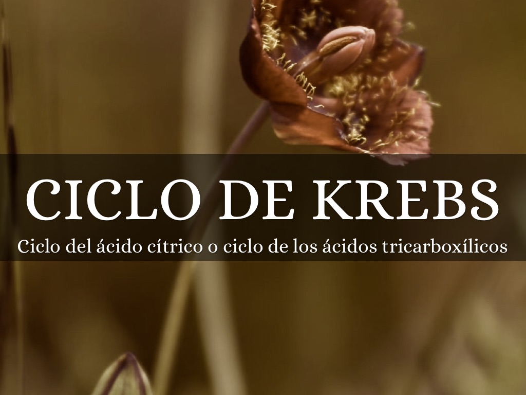 Ciclo De Kreps 