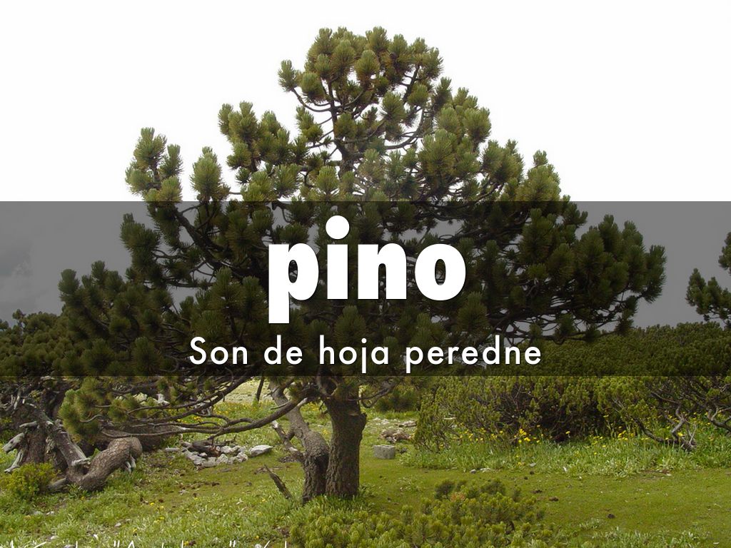 Copy of pino