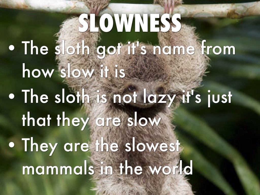 Sloths by Daniel Reyes