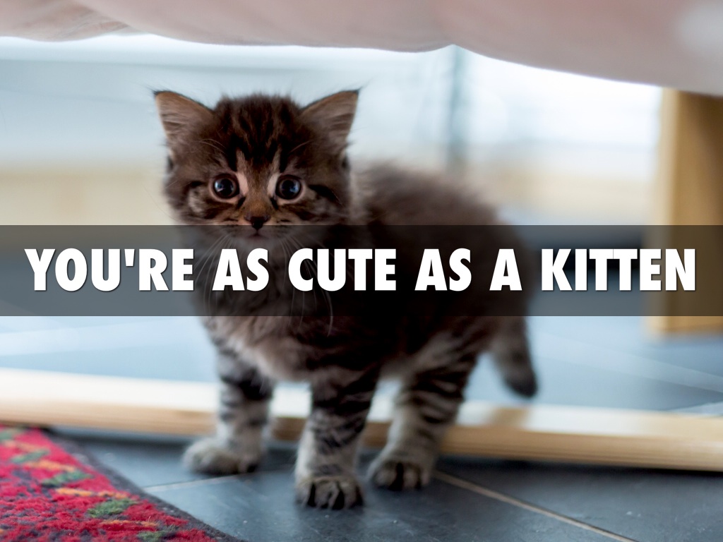 as cute as a kitten