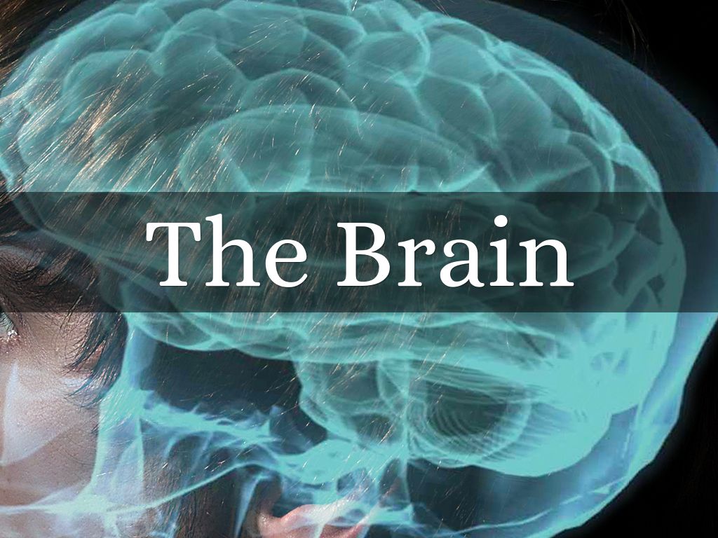 The Brain