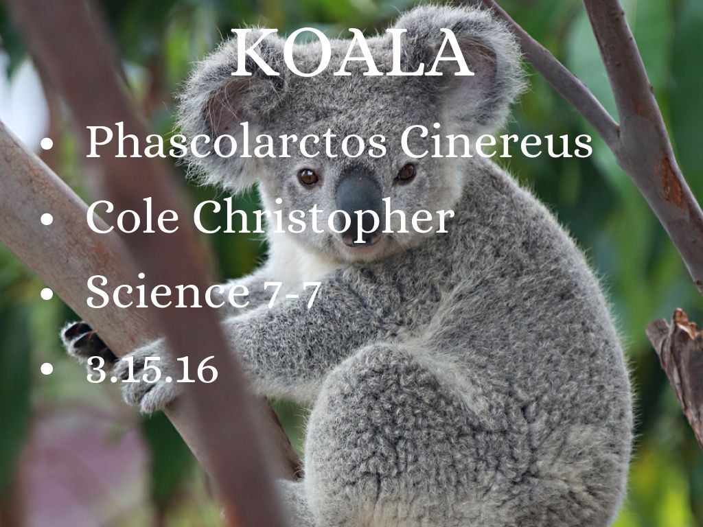 Koala by Cole Christopher
