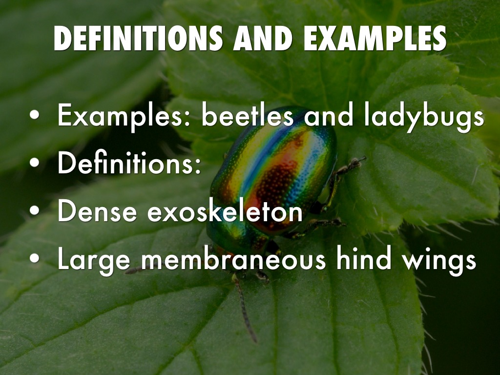 8 Insect Orders by Abbie Dickersin