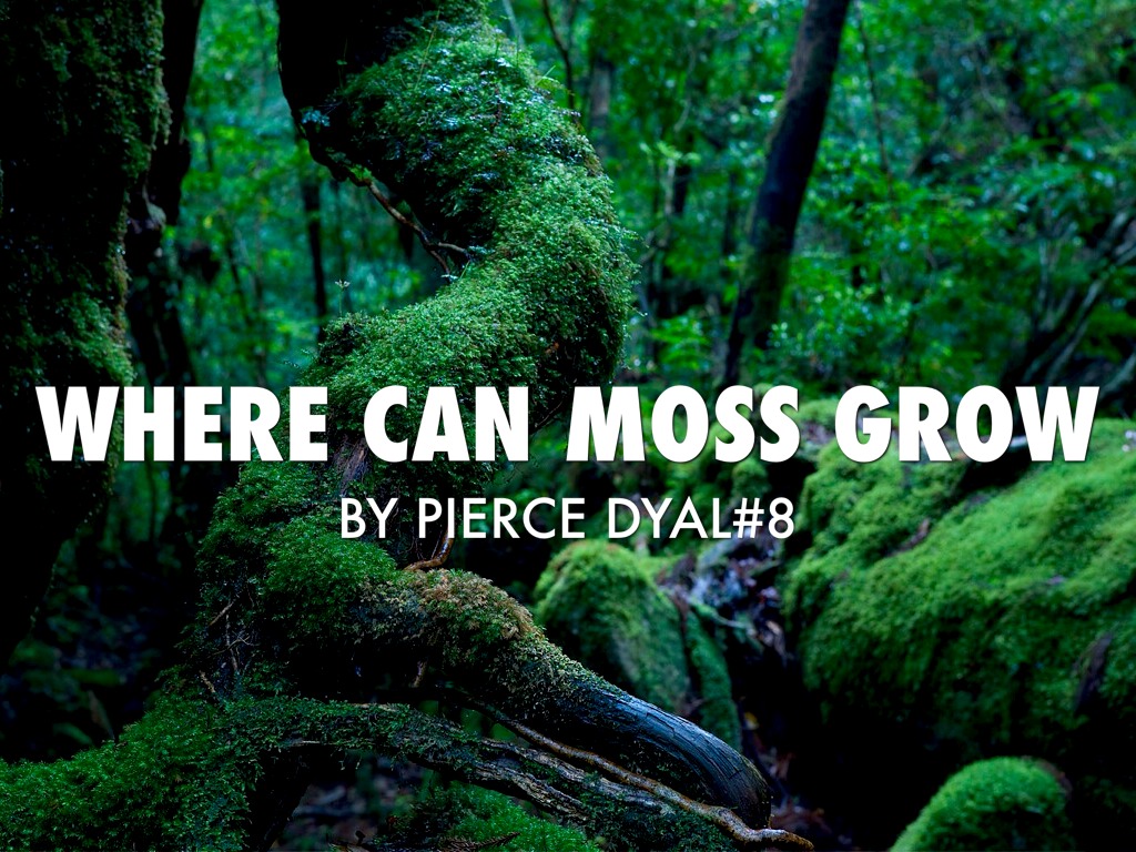 Where Can Moss Grow by Josiah Jasso
