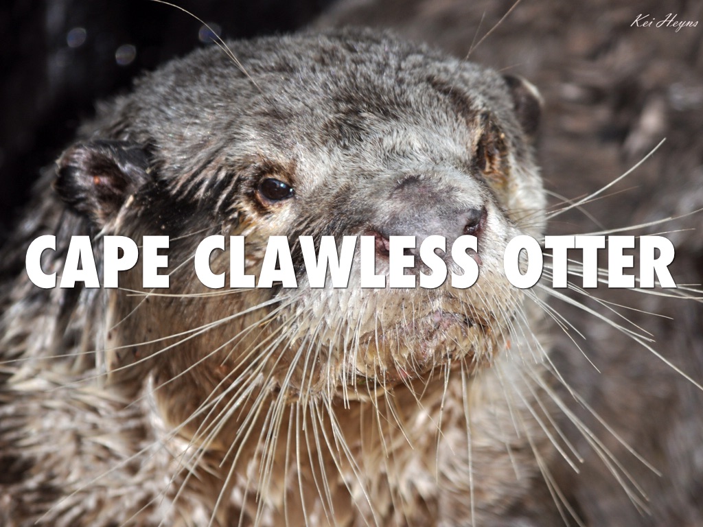Cape Clawless Otter