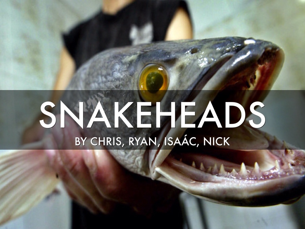 Snakeheads
