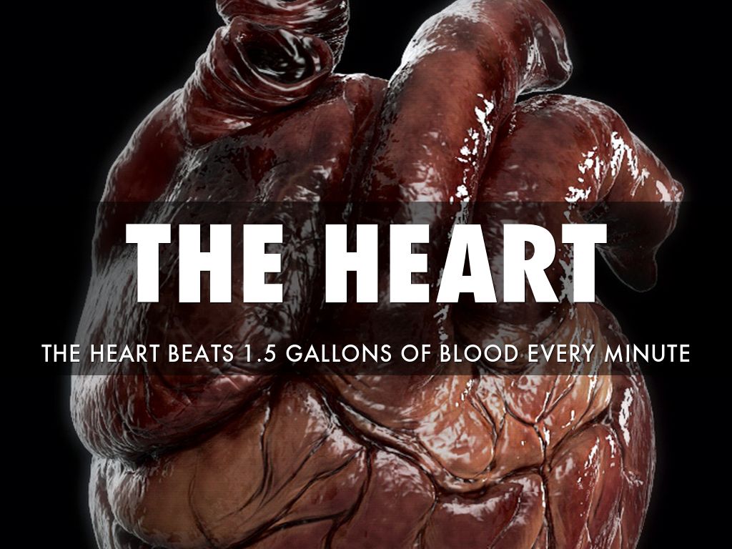 The Heart