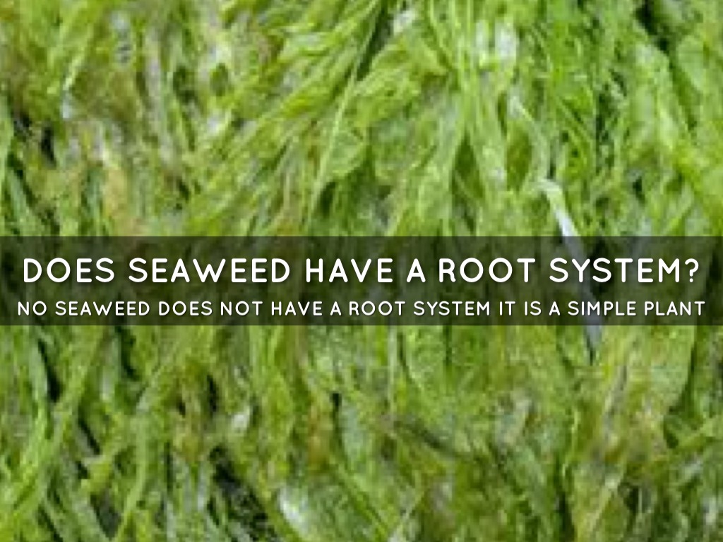 Green Seaweed by Evan Luczak