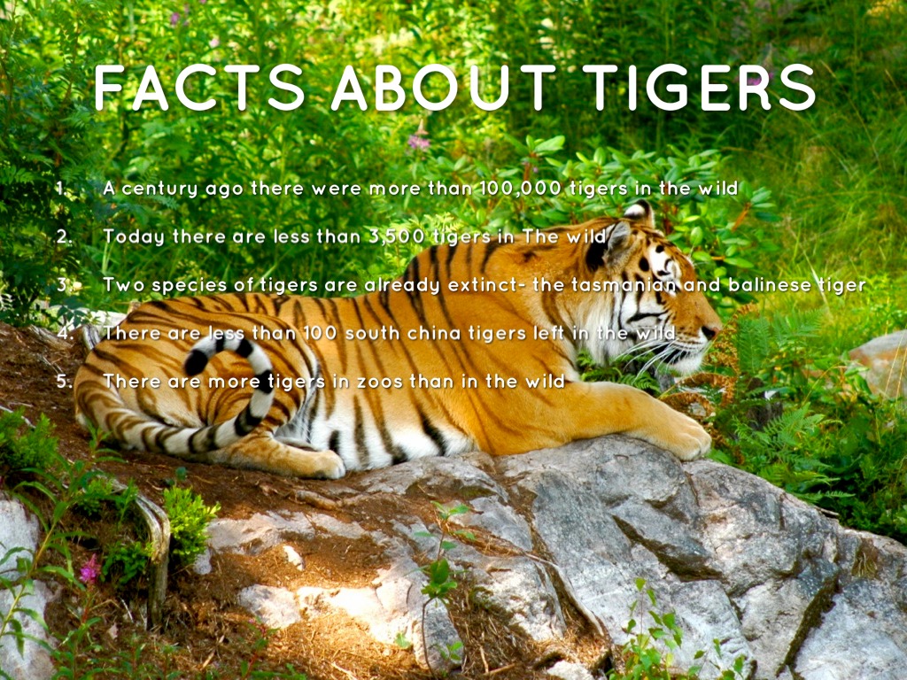 How Can We Save The Tigers by clandazabal