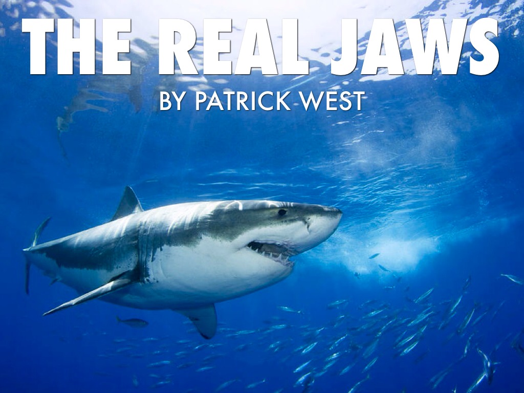 The Real Jaws