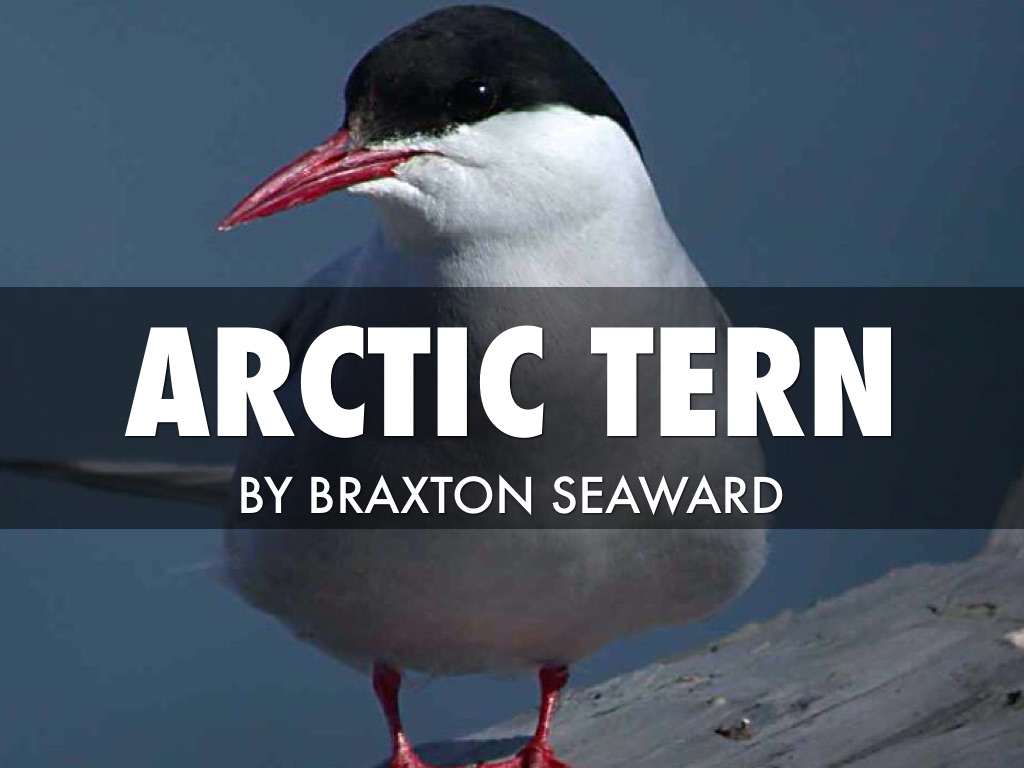 Arctic Tern