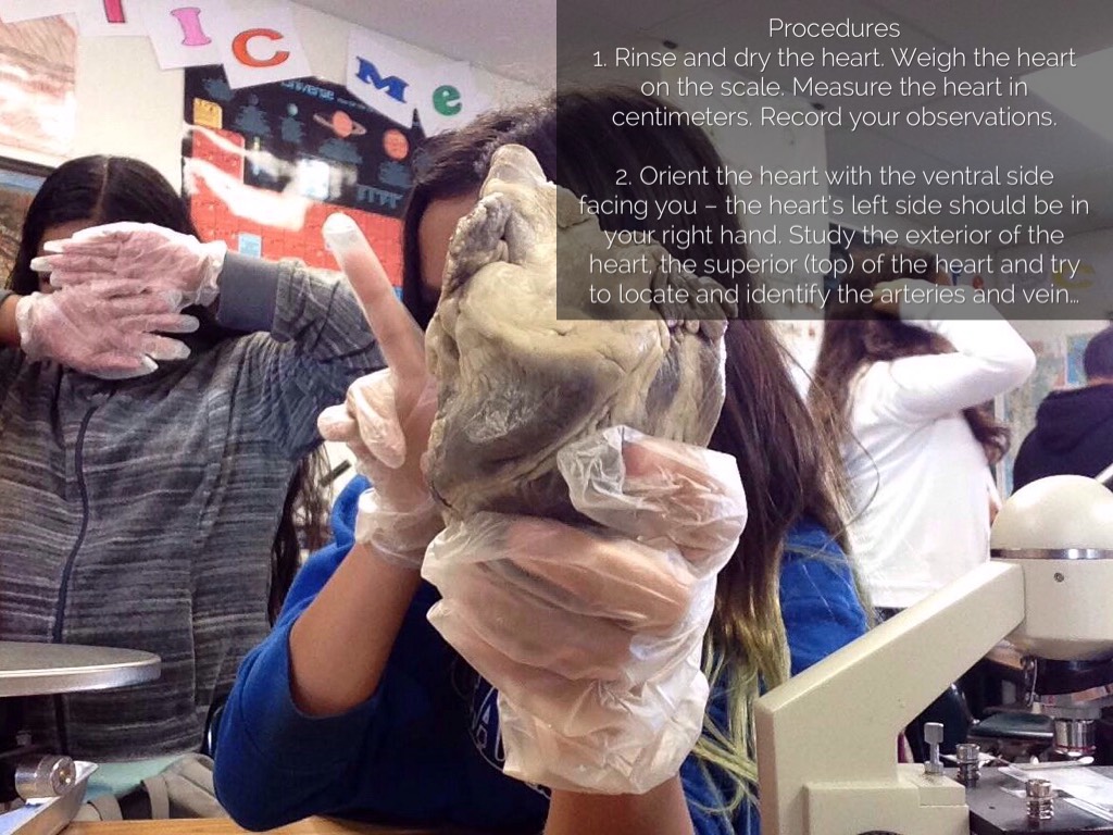 how totell which is right and left side of sheeps heart