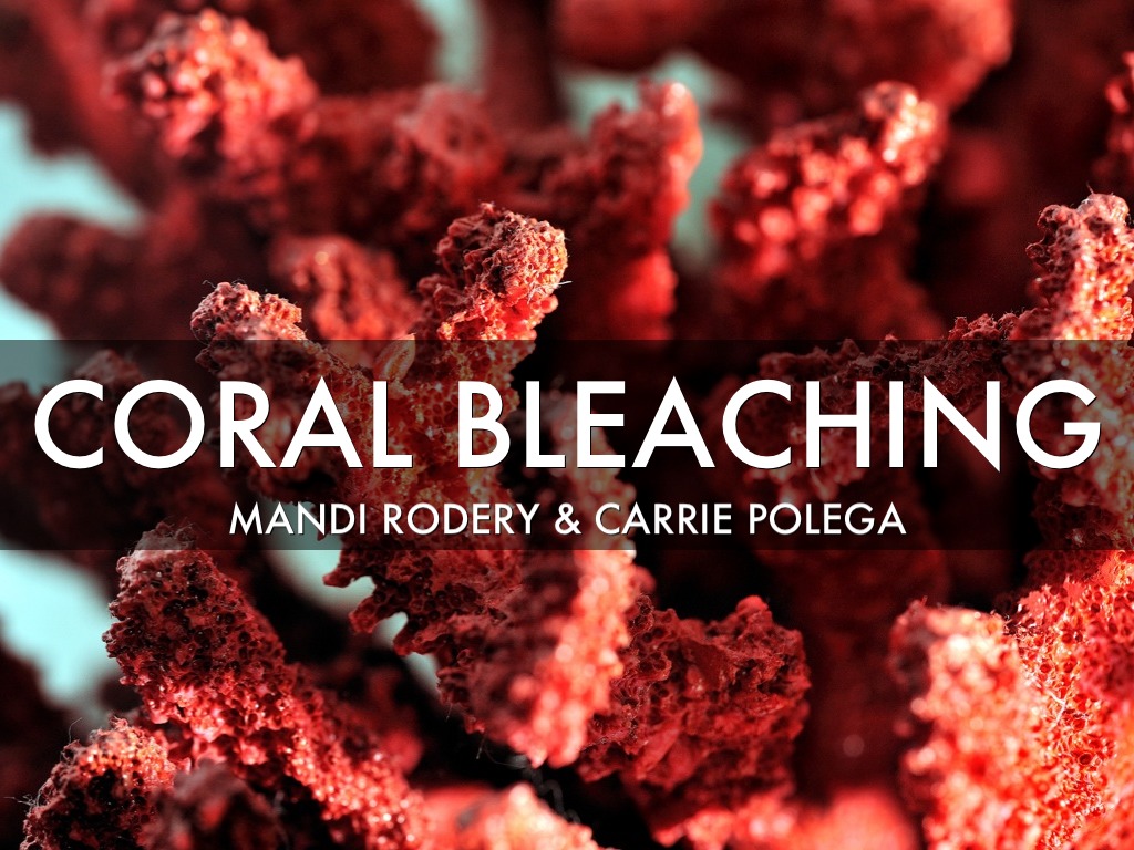 Coral Bleaching