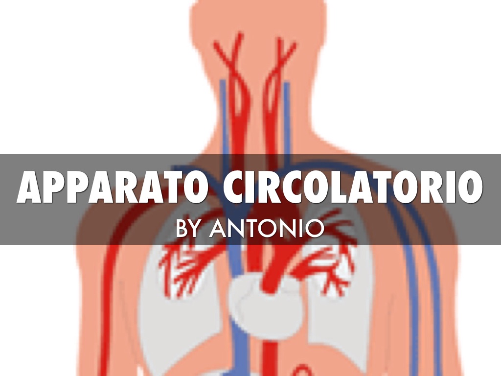 APPARATO CIRCOLATORIO