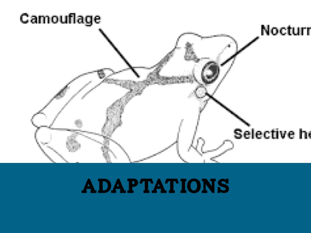 Adaptations