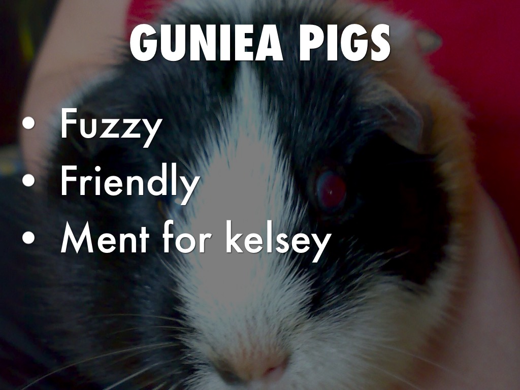 Guniea Pigs