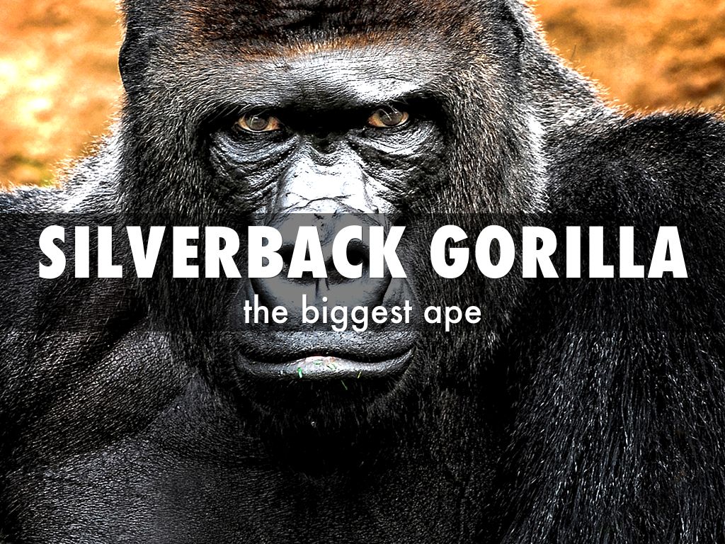 SILVERBACK GORILLA