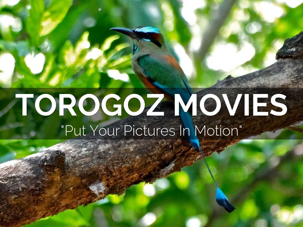 torogoz movies