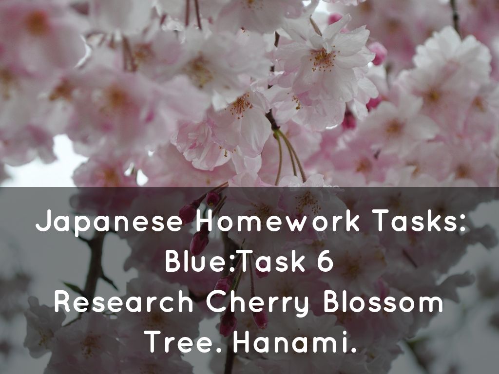 Japanese Homework Tasks: Blue:Task 6 Research Cherry Blossom Tree. Hanami.
