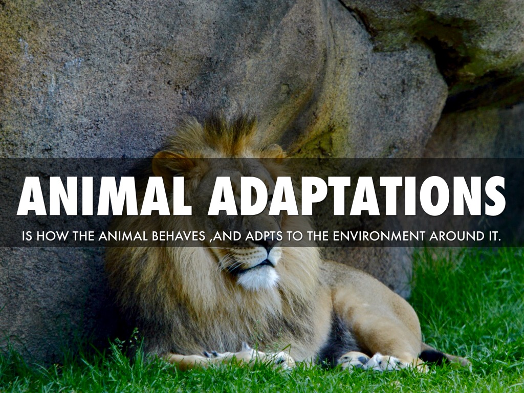 Animal Adaptations