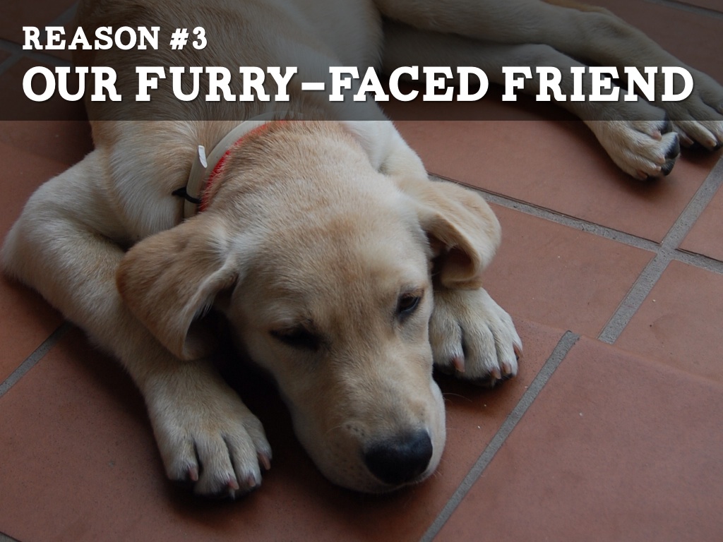 Why We Should Get A Dog by Will The Thrill