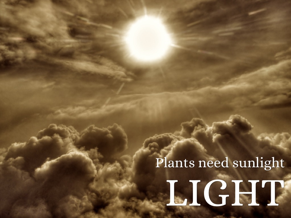 Basic Plant Needs by SJE 4th Grade Cart