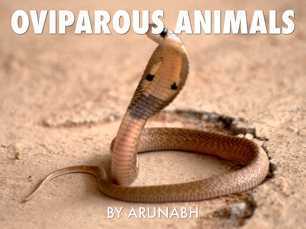 Arunabh Oviparous Animals