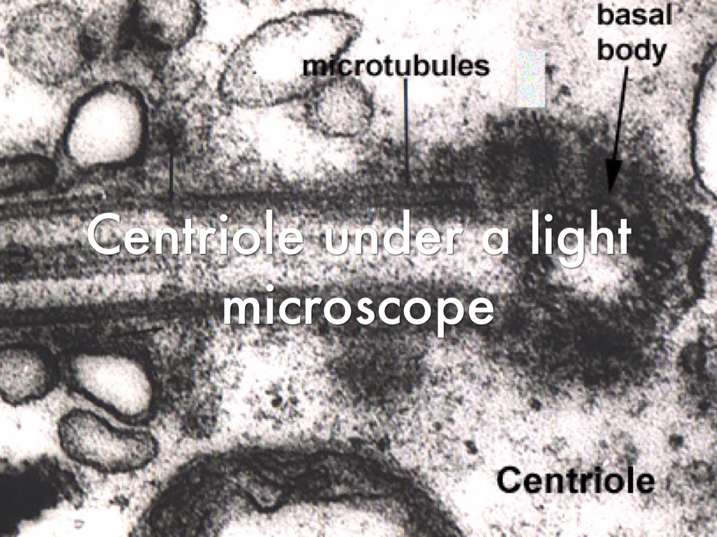 Centriole by Julieta Rico