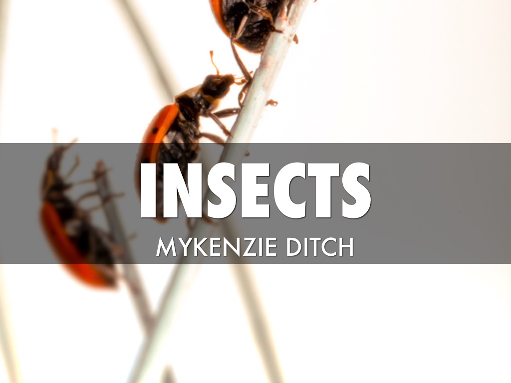 Copy of Insect Assessment 