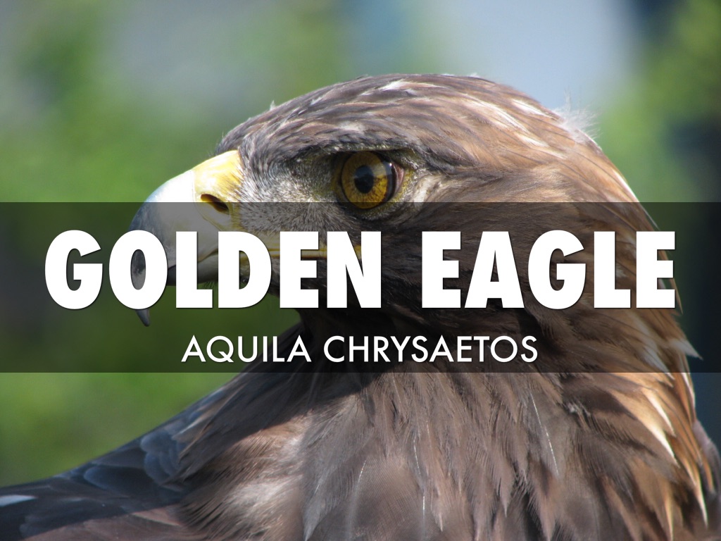 Golden Eagle 