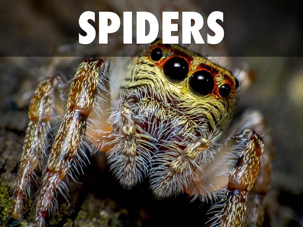 Spiders 