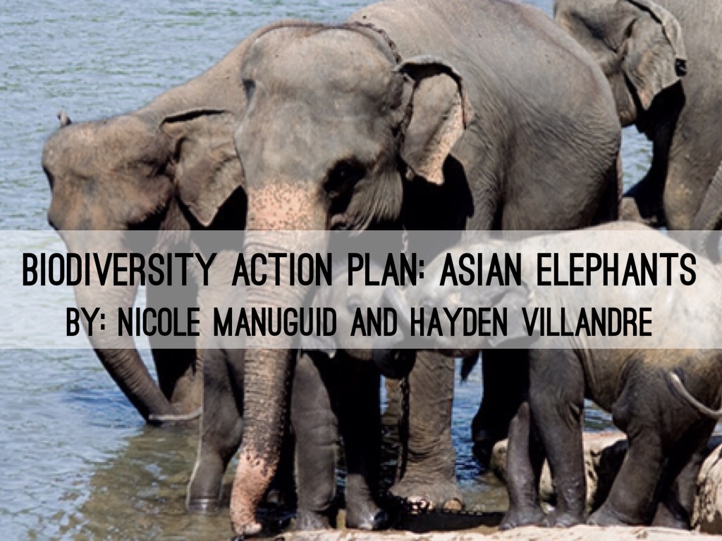 Copy of Biodiversity Action Plan